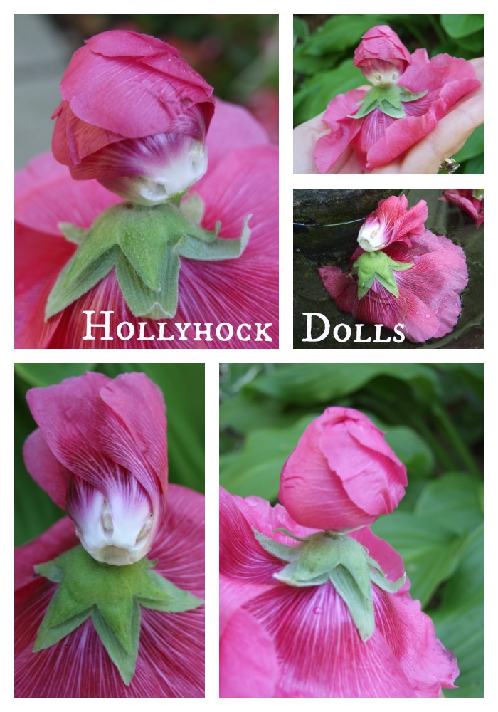 Hollyhock Dolls